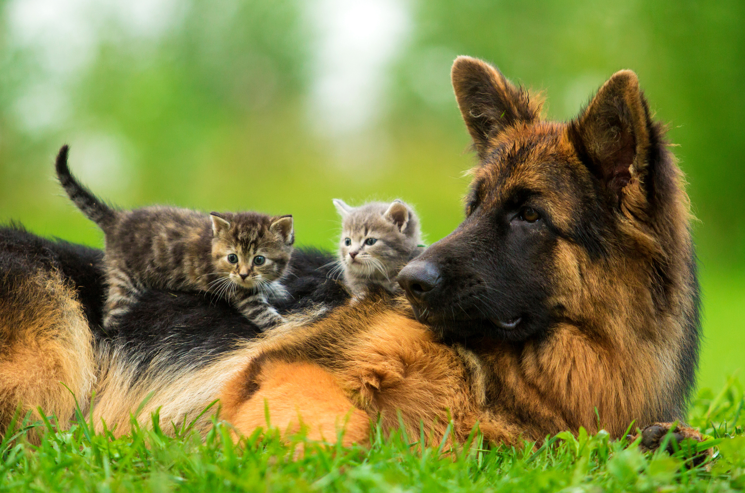 Granngårdens djurfond stöttar katt- och hundhem i hela landet