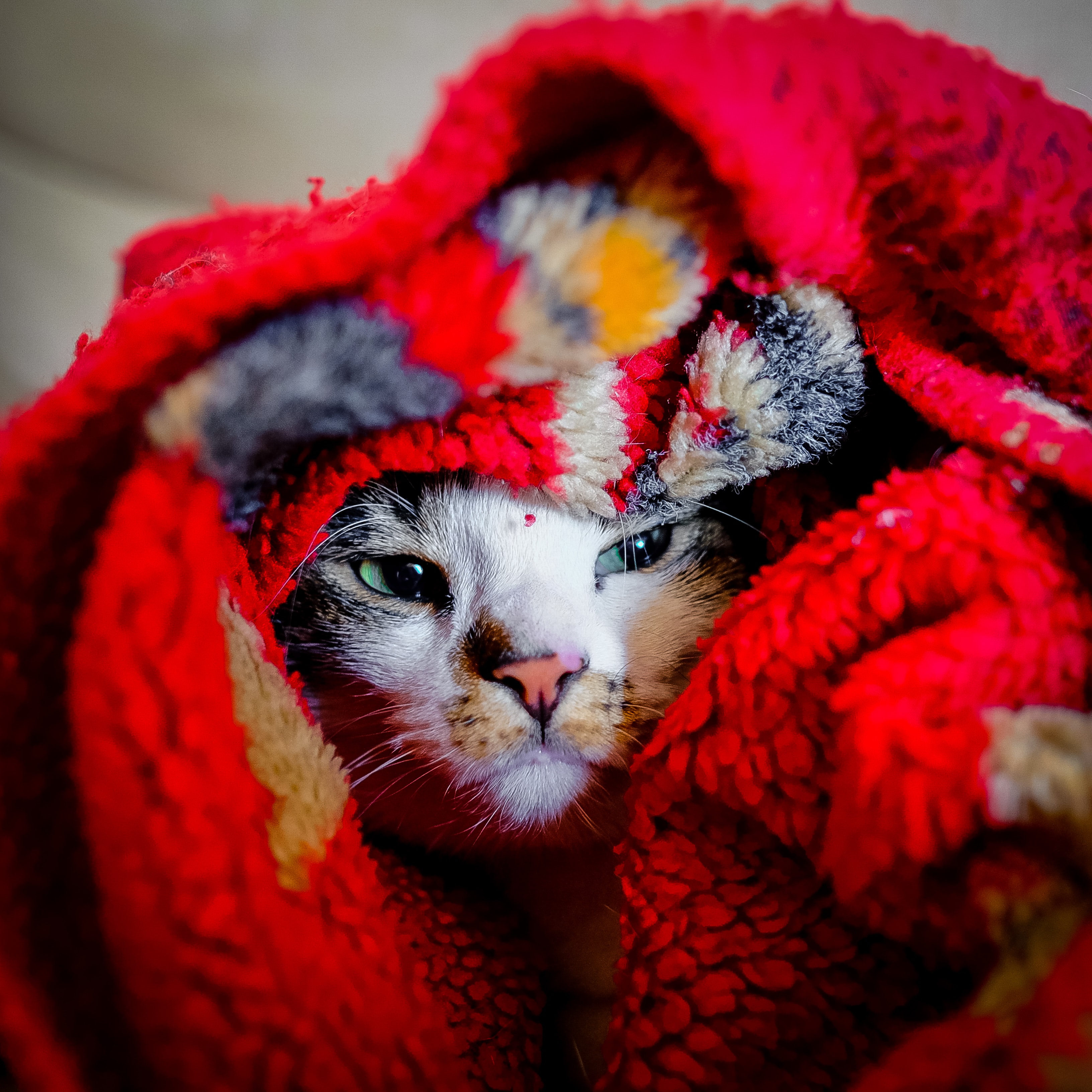 Katt som ligger inbäddad i röda filtar