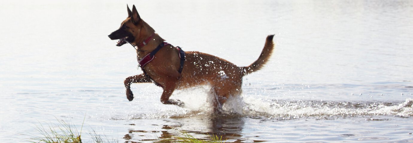 hund som springer i vatten