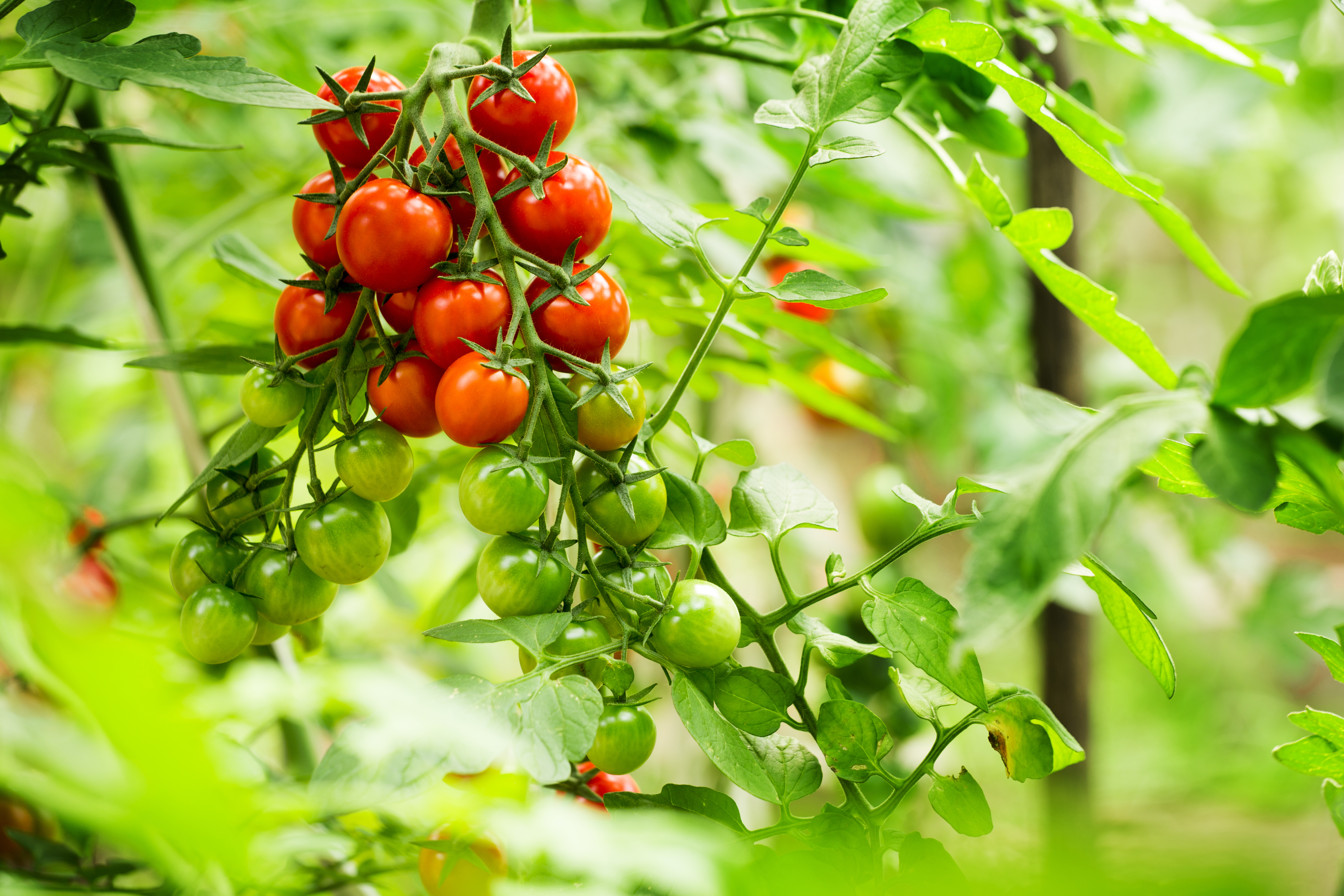Röda och gröna tomater. Läs våra 6 tips när du ska odla tomater!