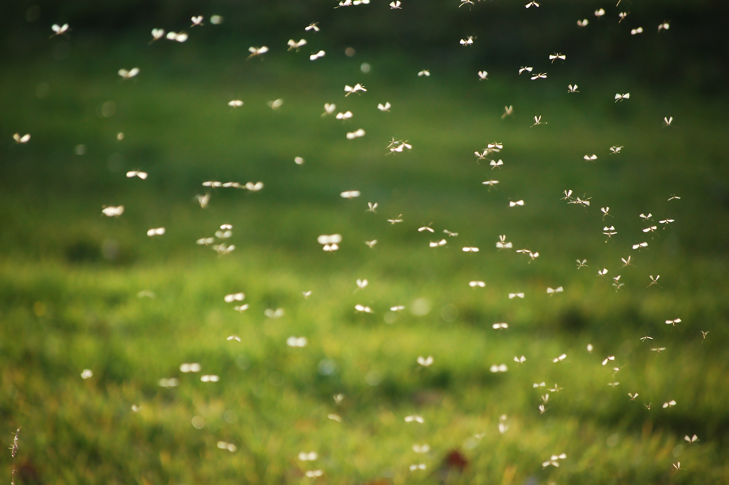 Så skyddar du dig mot myggor! Läs mer online på granngården.se