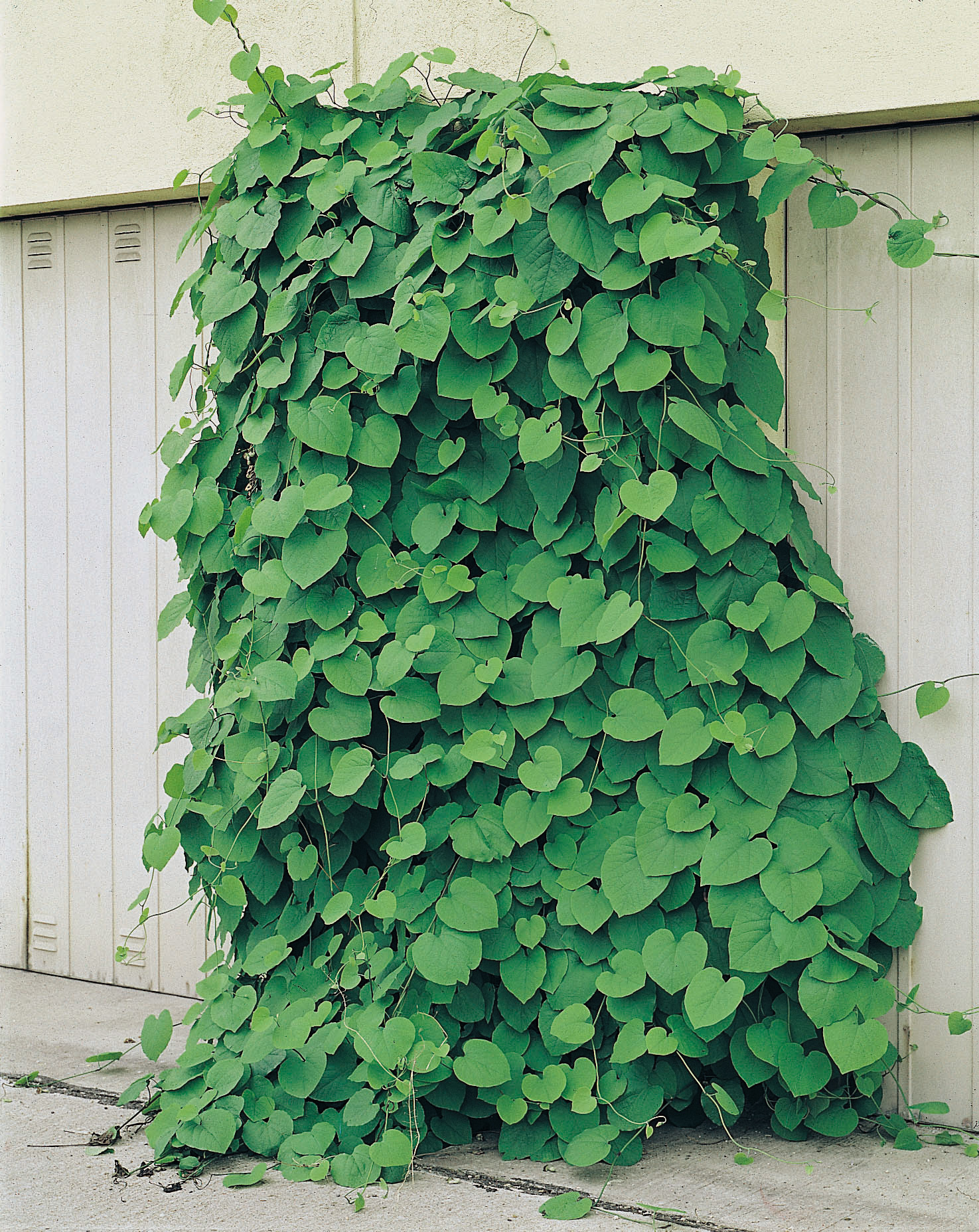 köp klätterväxt pipranka (Aristolochia macrophylla) online på granngården.se med hemleverans