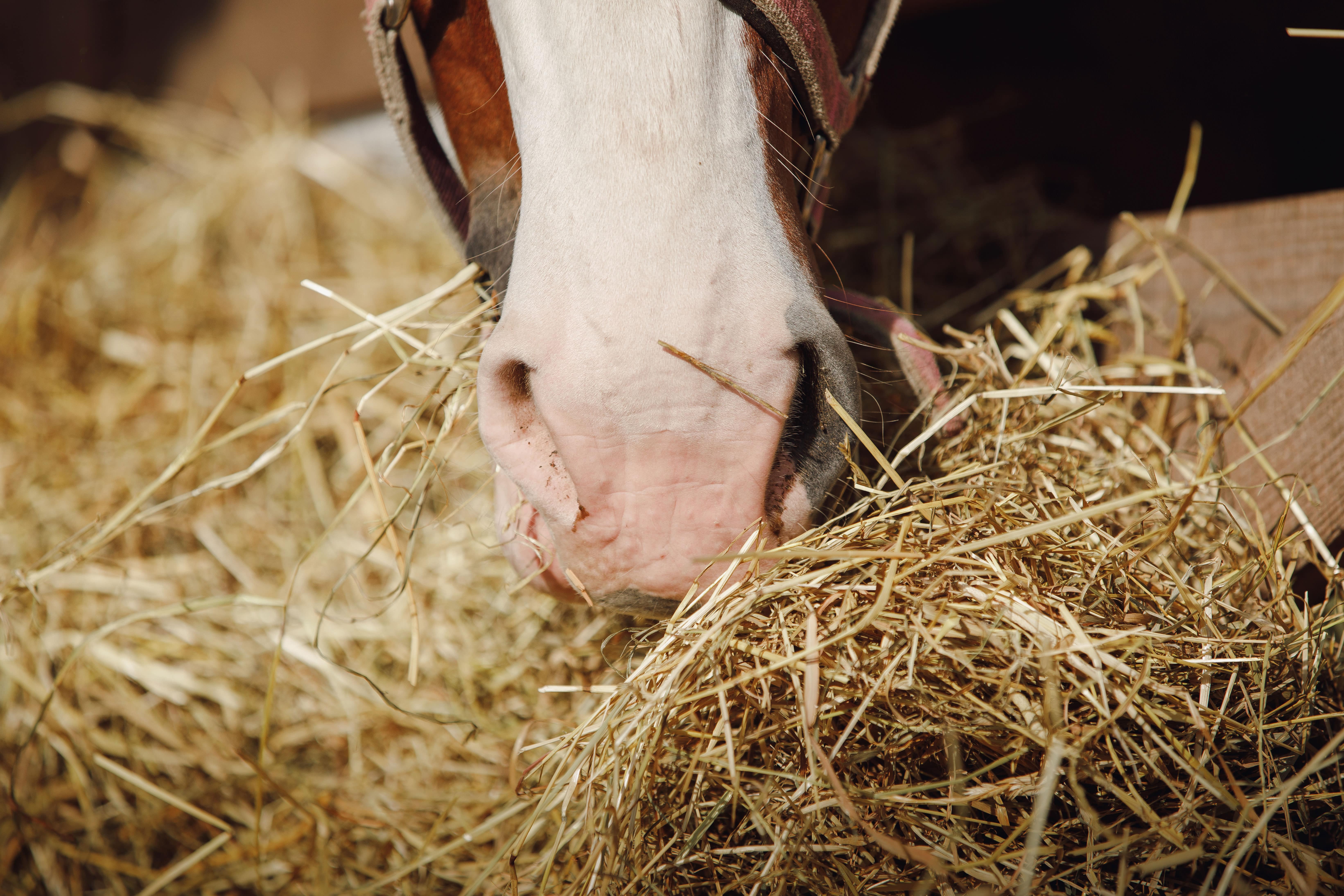 Gör din höanalys och foderstatsberäkning till hästen på granngården.se