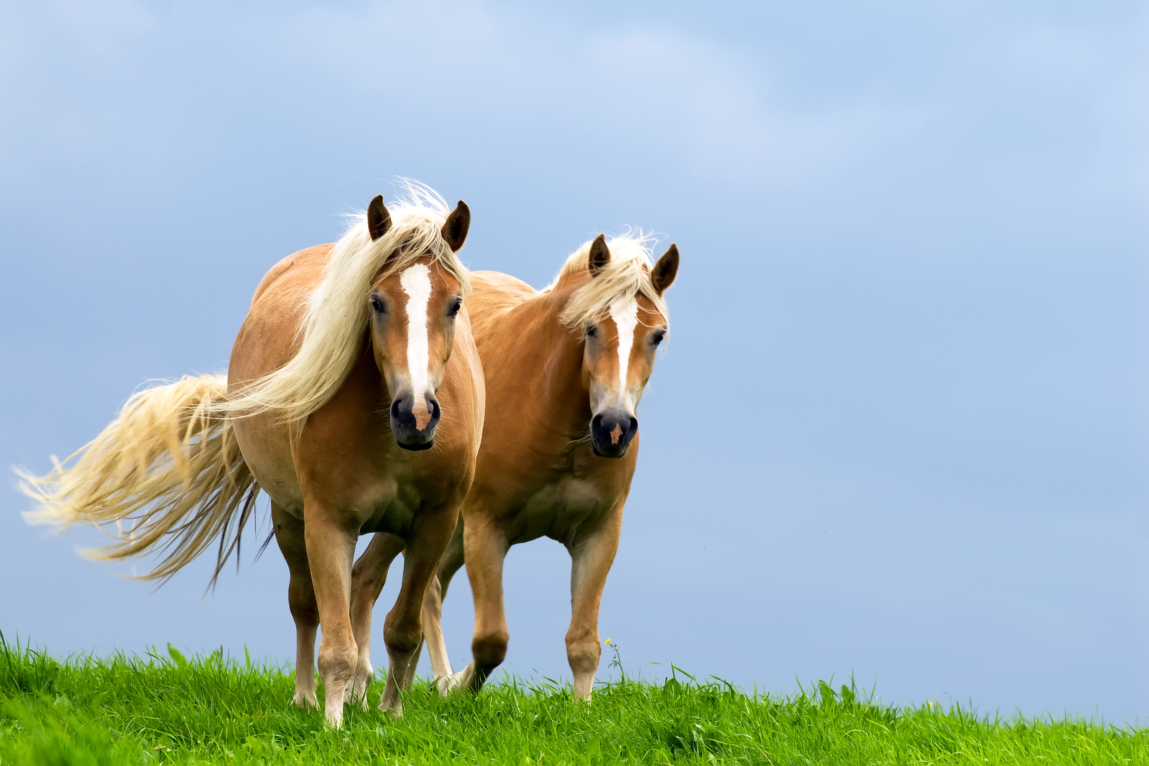 Två haflinger-hästar i hage. Läs om foder till seniorhästar på granngården.se