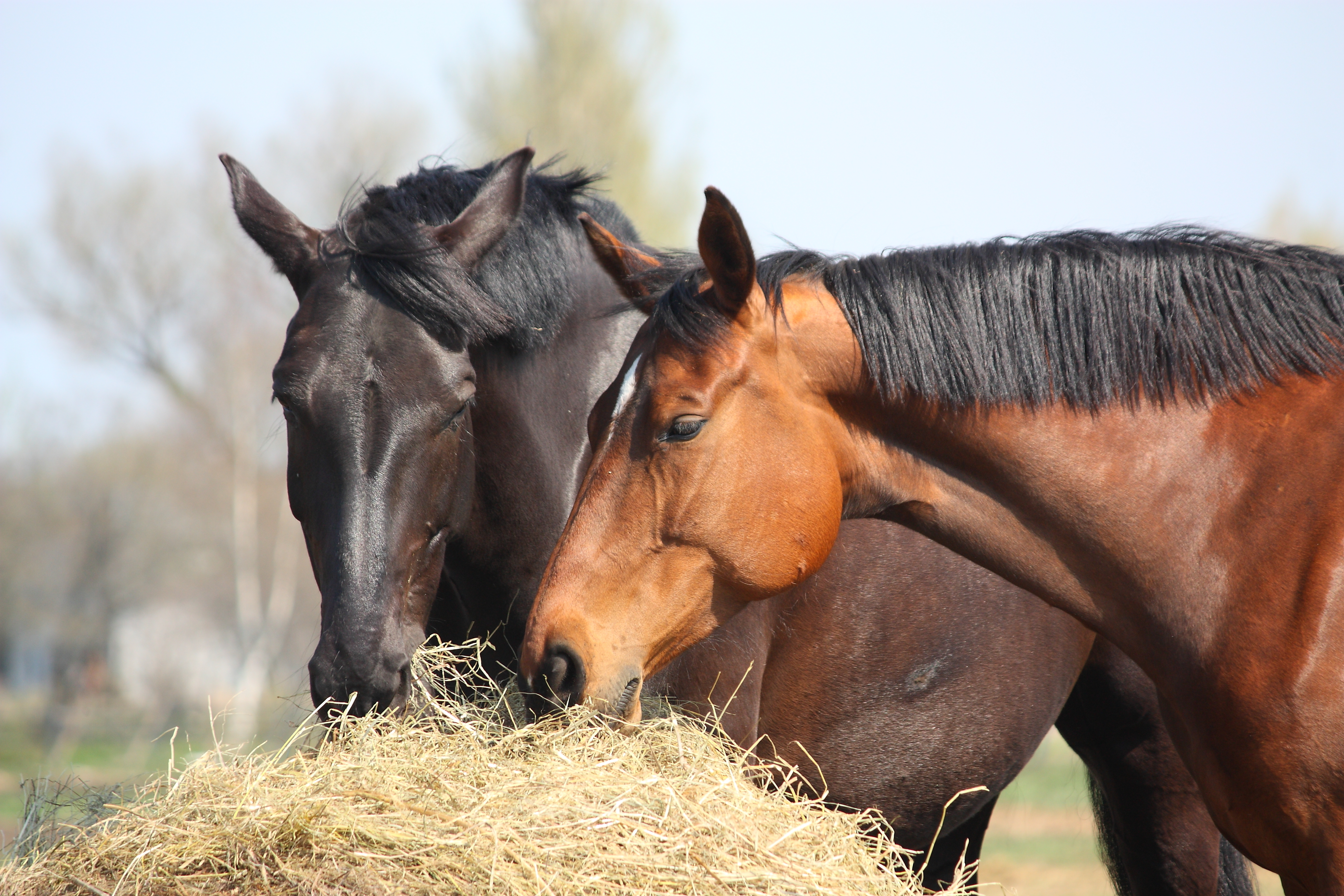 Foderskola hästfoder - så väljer du rätt hästfoder för din häst. Se foderskolan i 3 delar online på granngården.se