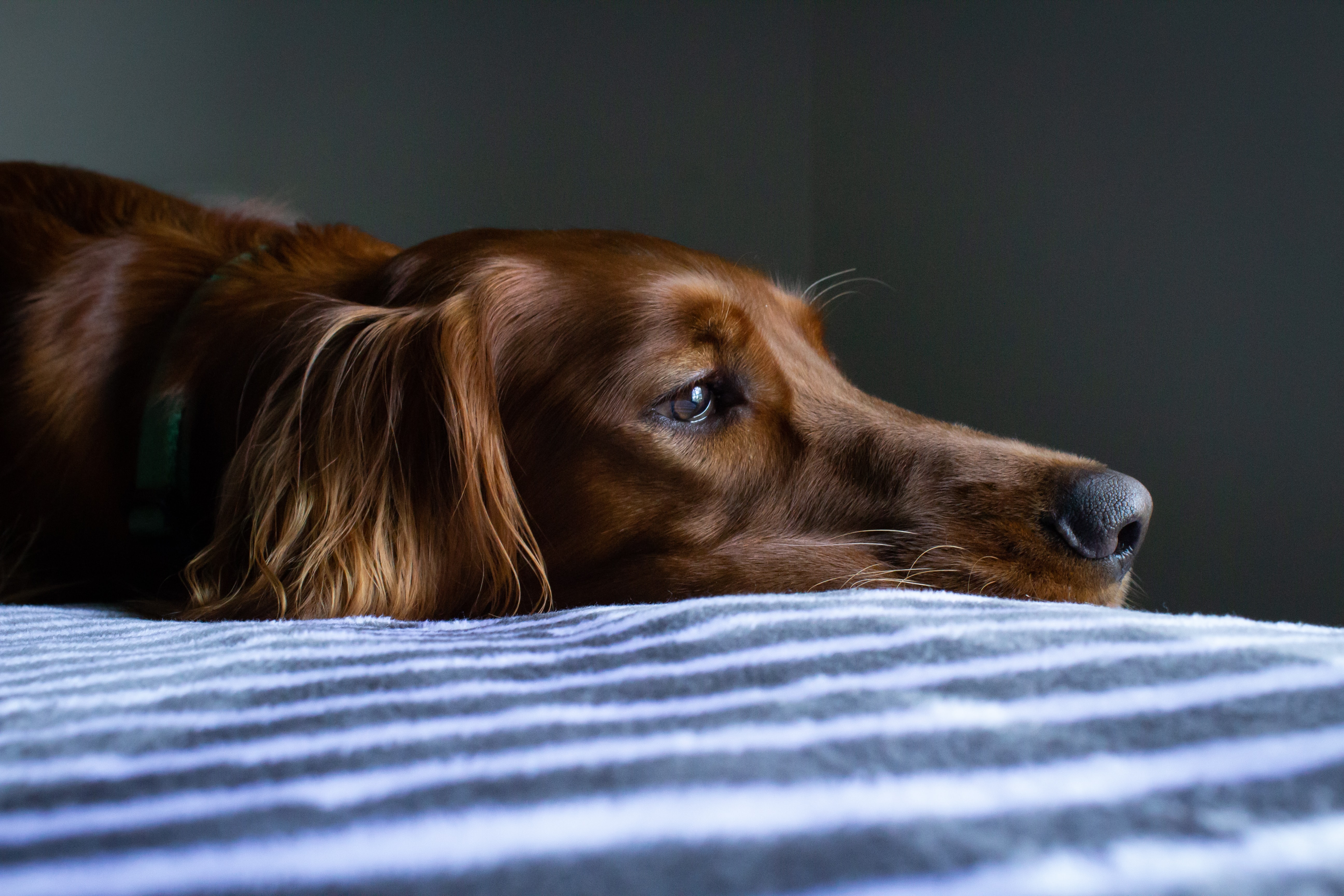 Kennelhosta hos hund - symtom, behandling och tips på granngården.se