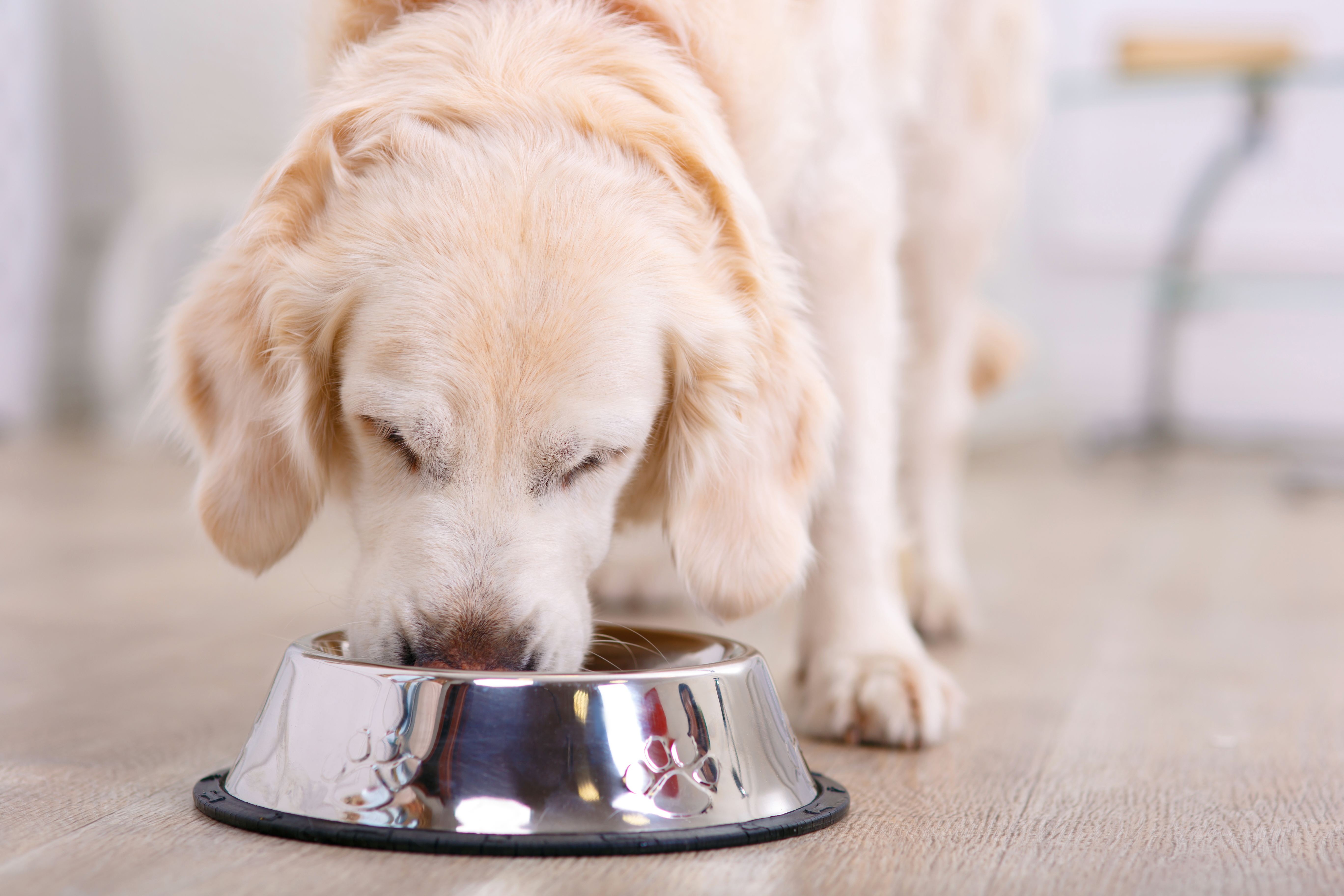 Lär hunden att äta långsammare, se hur på granngården.se