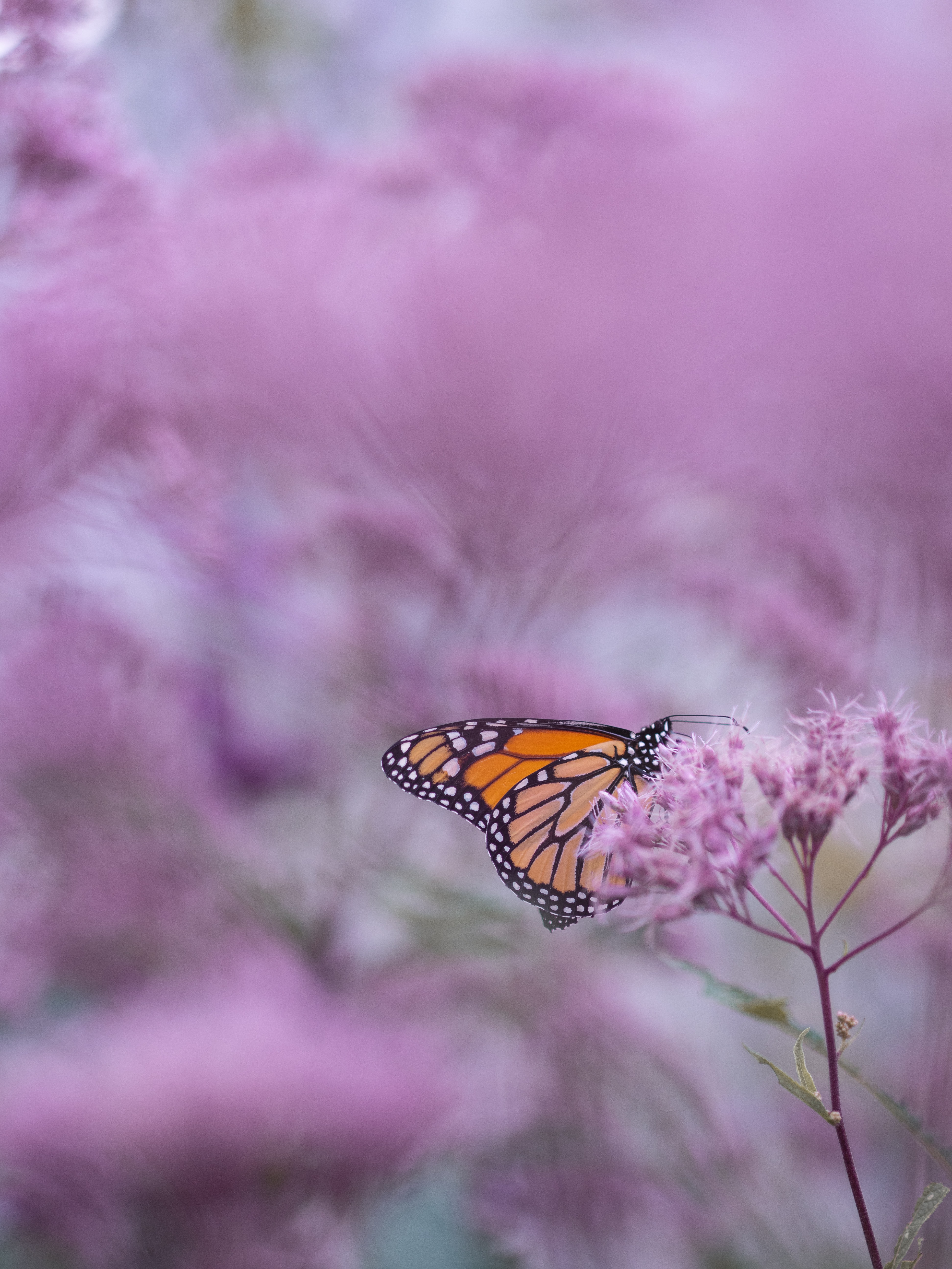 pollinering fjärilar granngården
