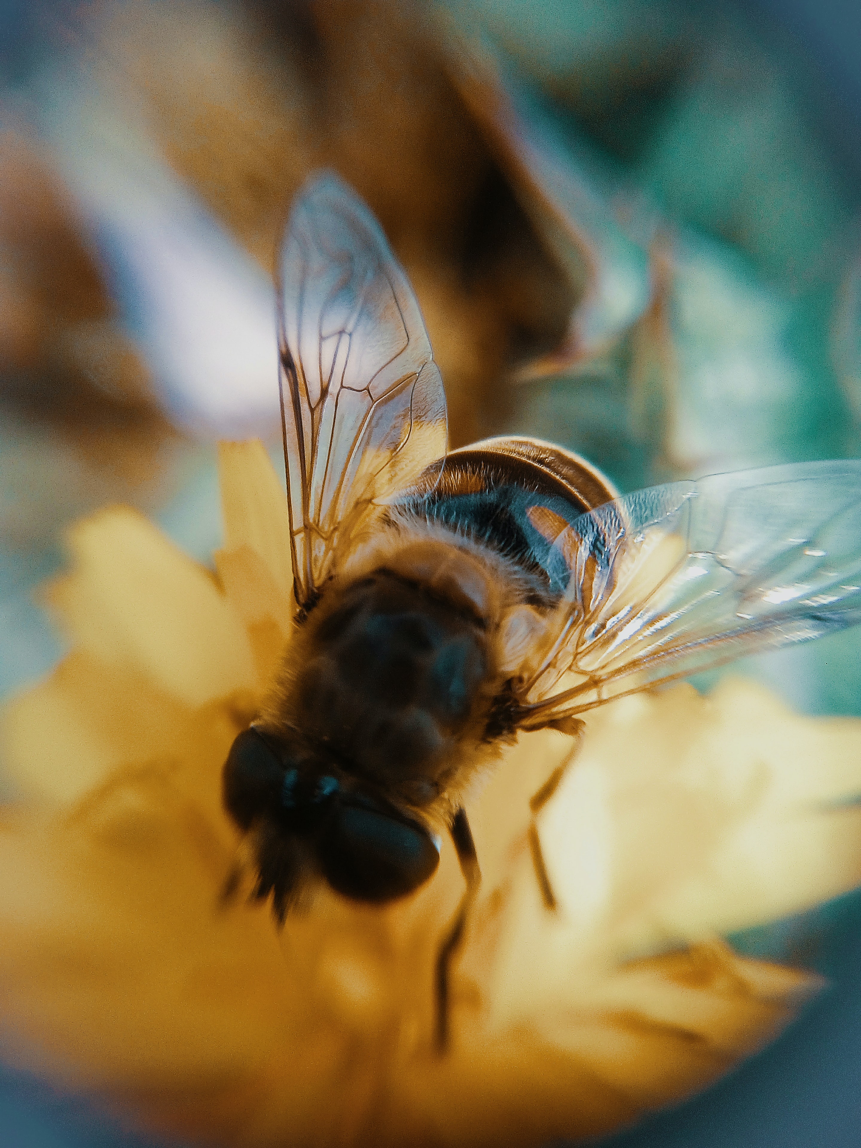 pollinering bin granngården