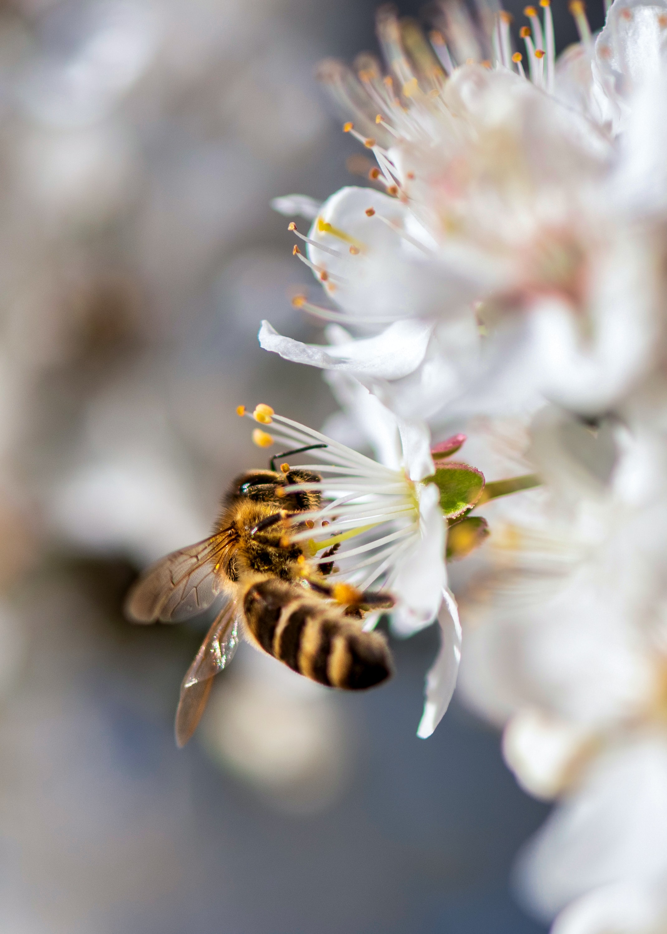 Äppelträd för bin och pollinering