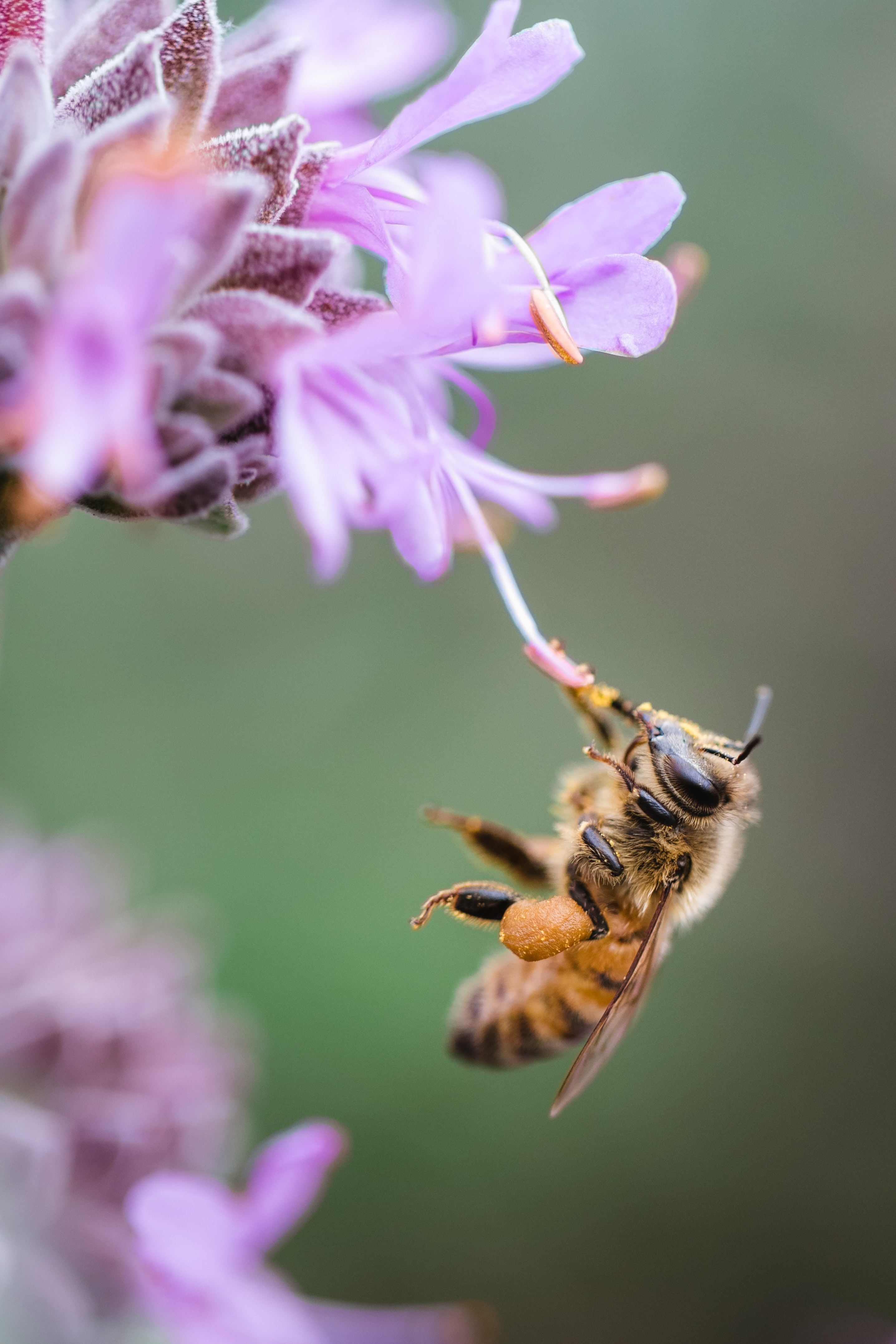 mångfald och pollinering i trädgården granngården