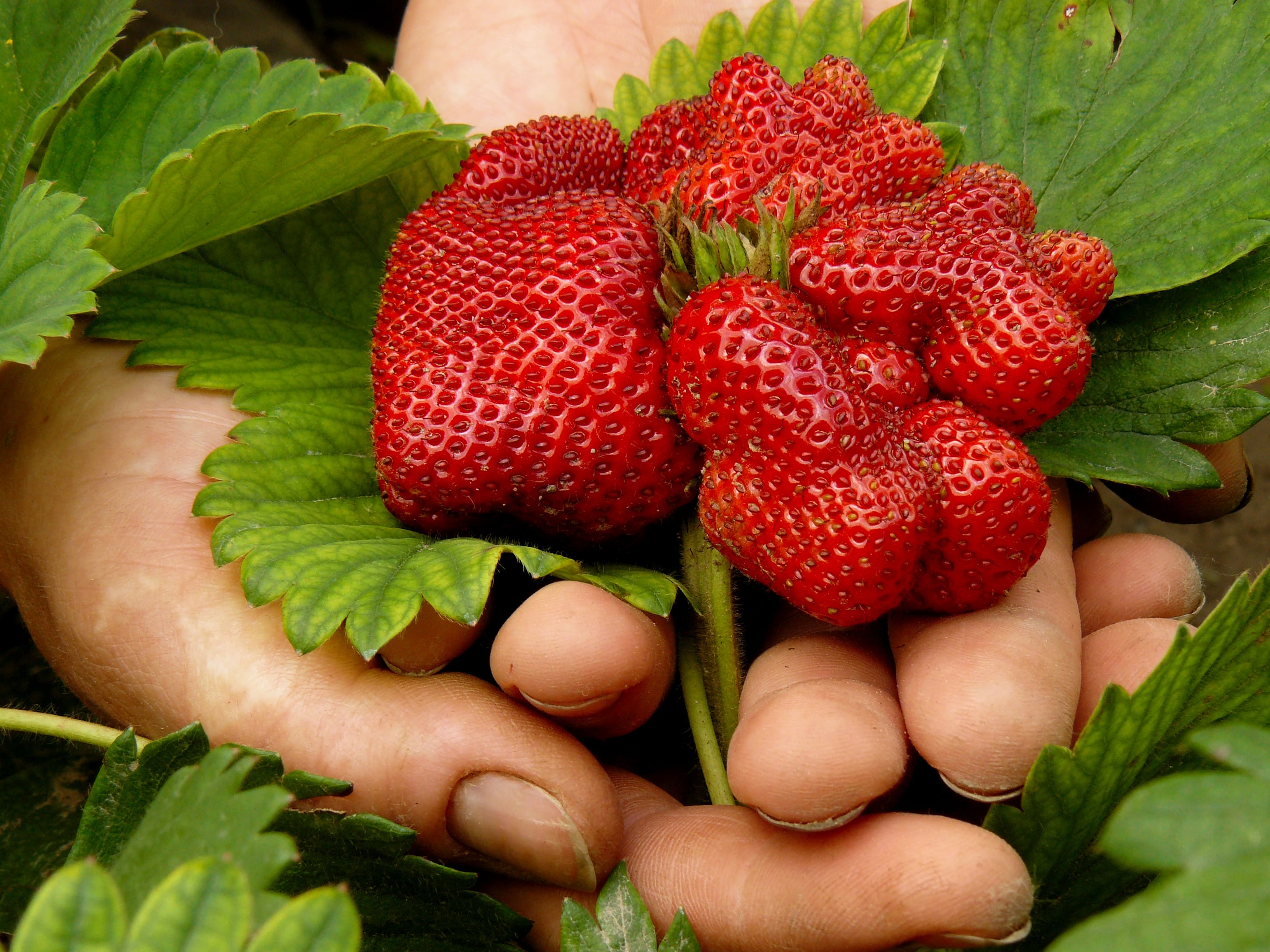Händer som håller jordgubbar