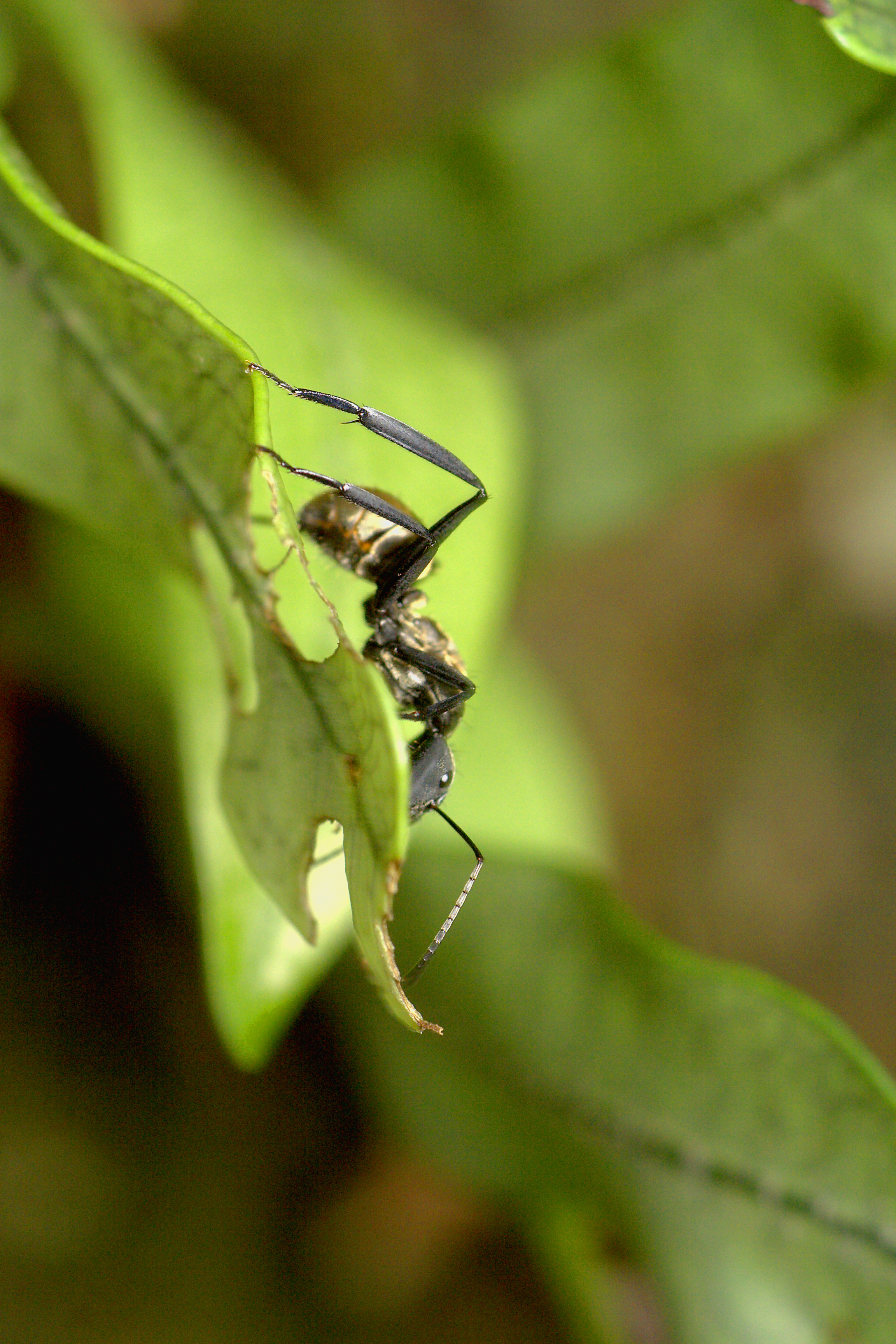 Öka den biologiska mångfalden med insektshotell! Läs mer online på granngården.se
