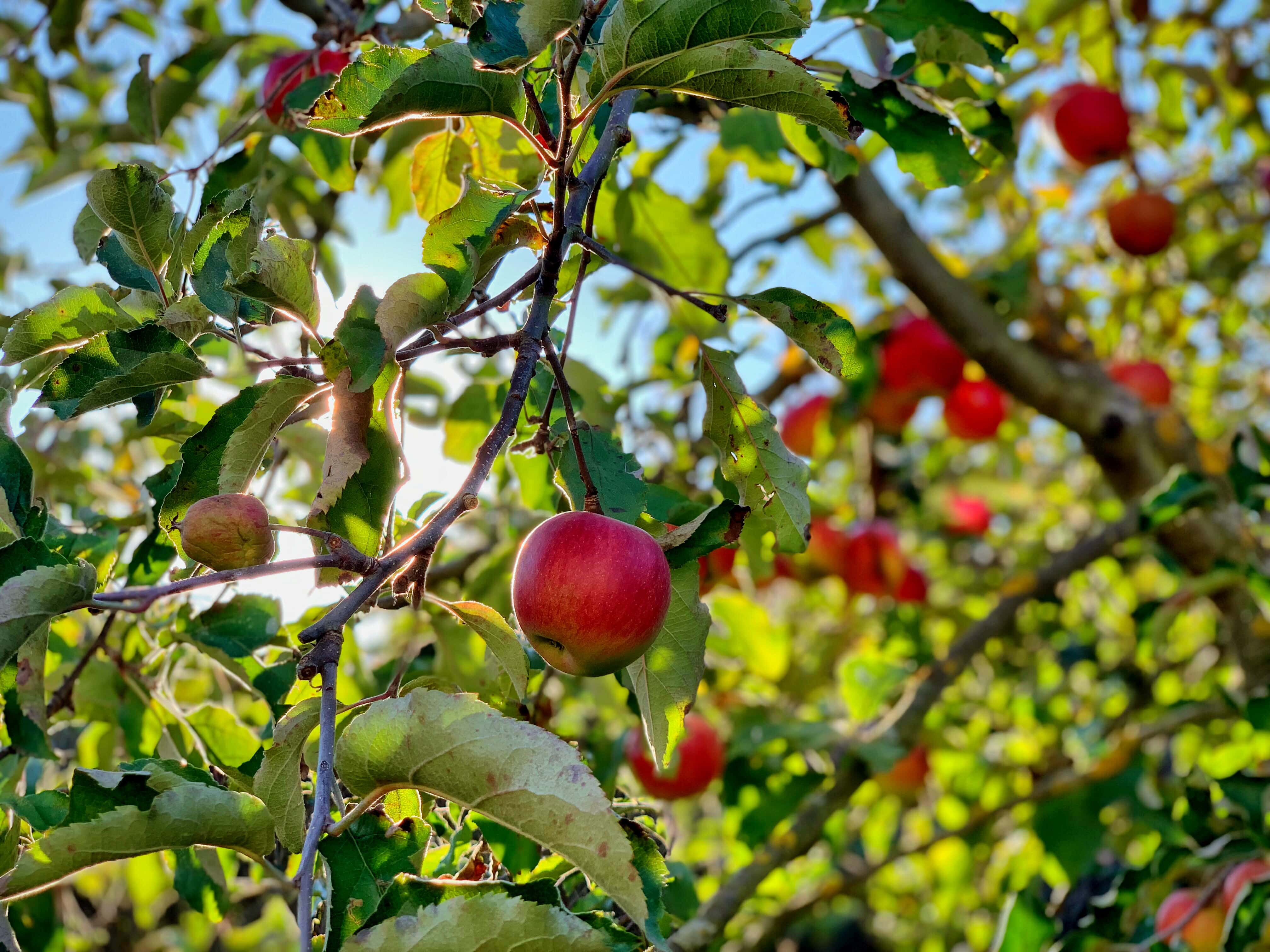 Äppelträd —  så beskär du äppelträd. Läs mer på granngården.se