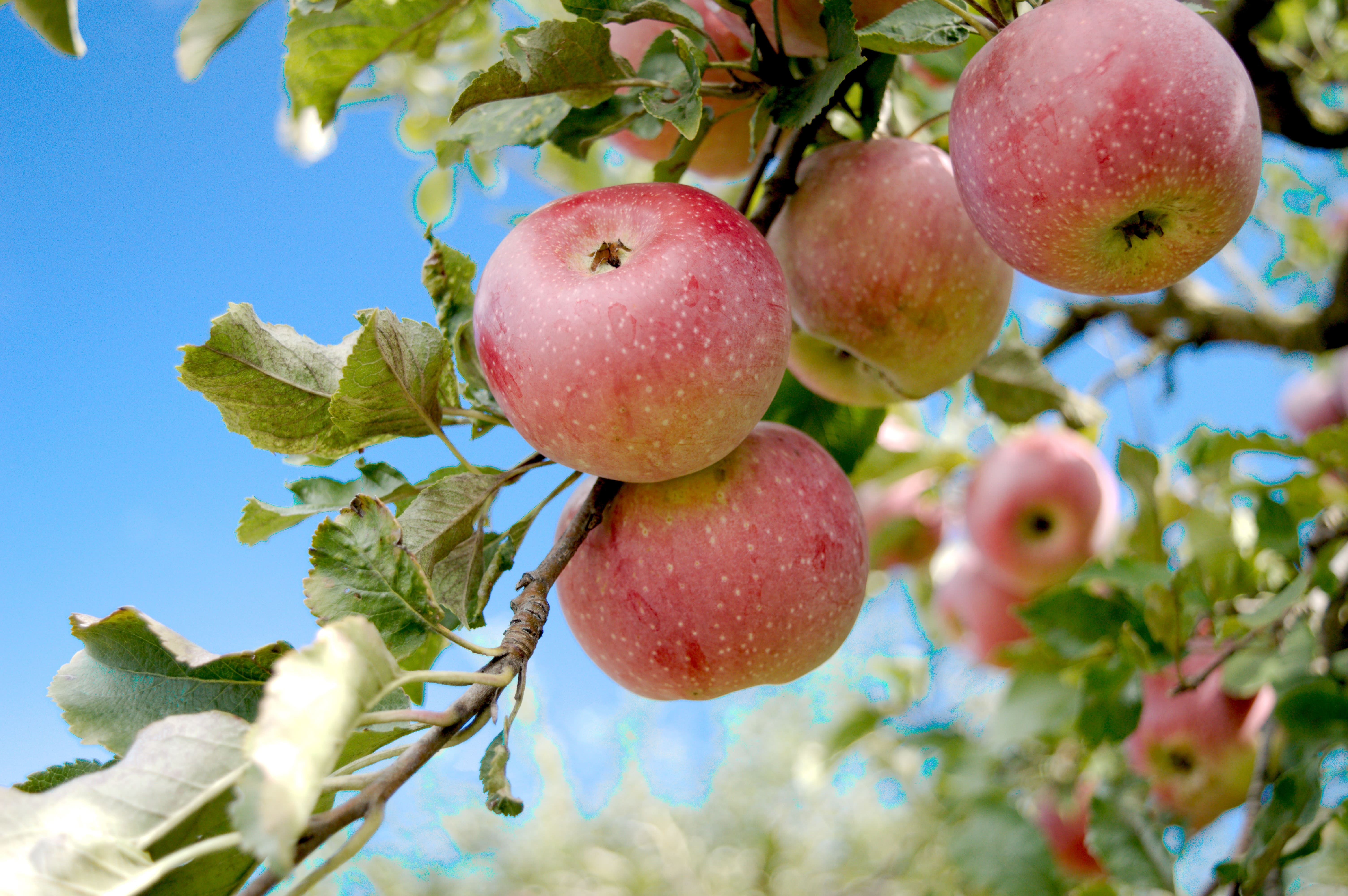 Äppelträd med äpplen mot blå himmel