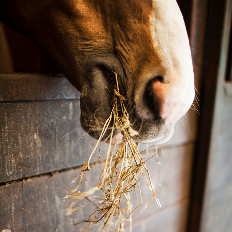 Häst som äter hö. Öka gärna hästens grovfoder under vintern. Läs mer på granngården.se