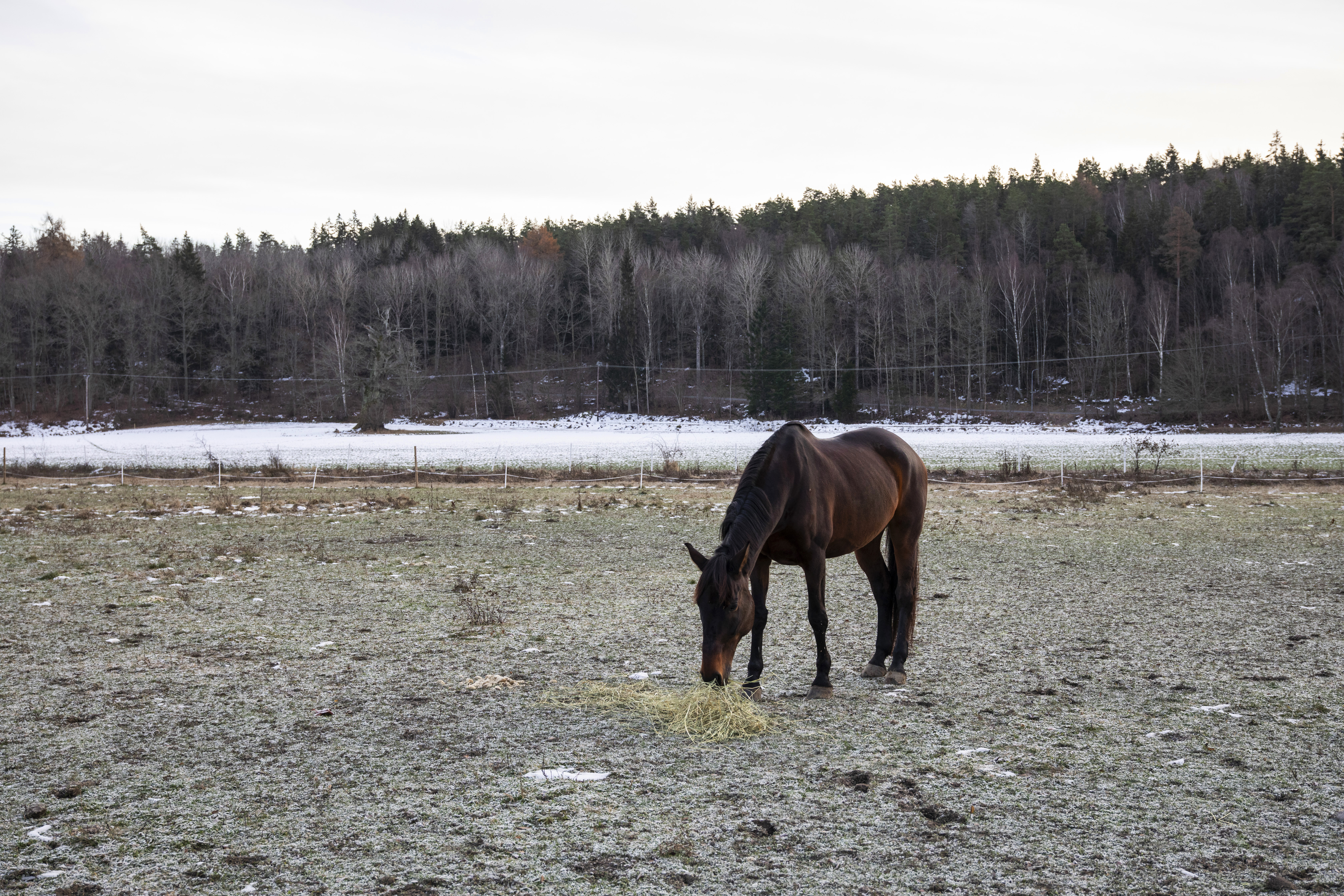 Hästar i flock som springer i snön. Granngården.se