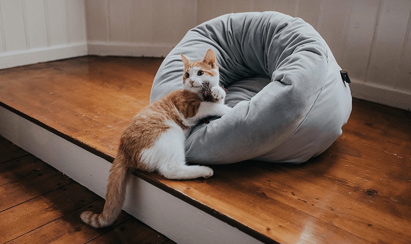 katt som ligger i kattbädd