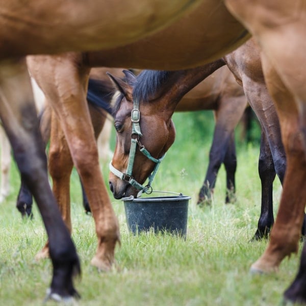 Hästar i hage. Läs om mineralfoder för häst på granngården.se