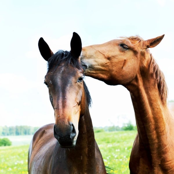 Hästar som leker med varandra. Se topplista hästnamn 200 på granngården.se