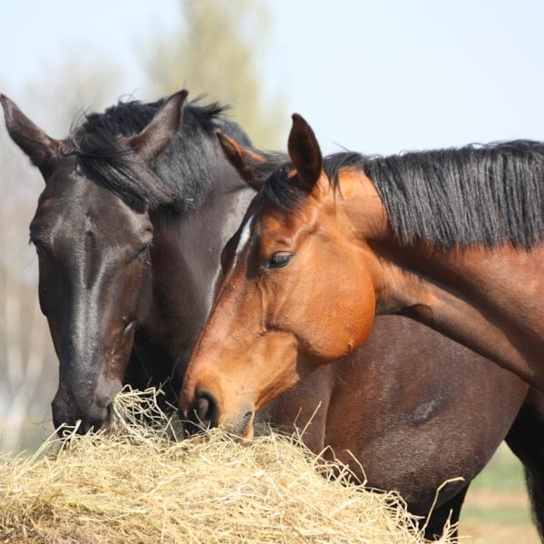 Foderskola hästfoder - så väljer du rätt hästfoder för din häst. Se foderskolan i 3 delar online på granngården.se
