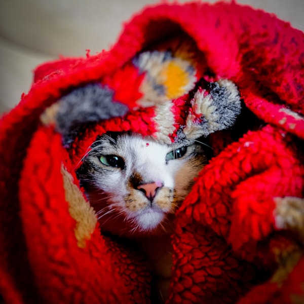 Katt som ligger inbäddad i röda filtar