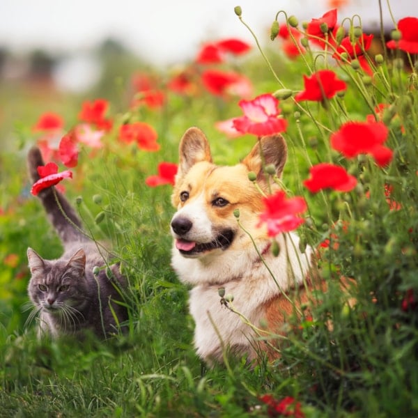Katt och hund i gräset