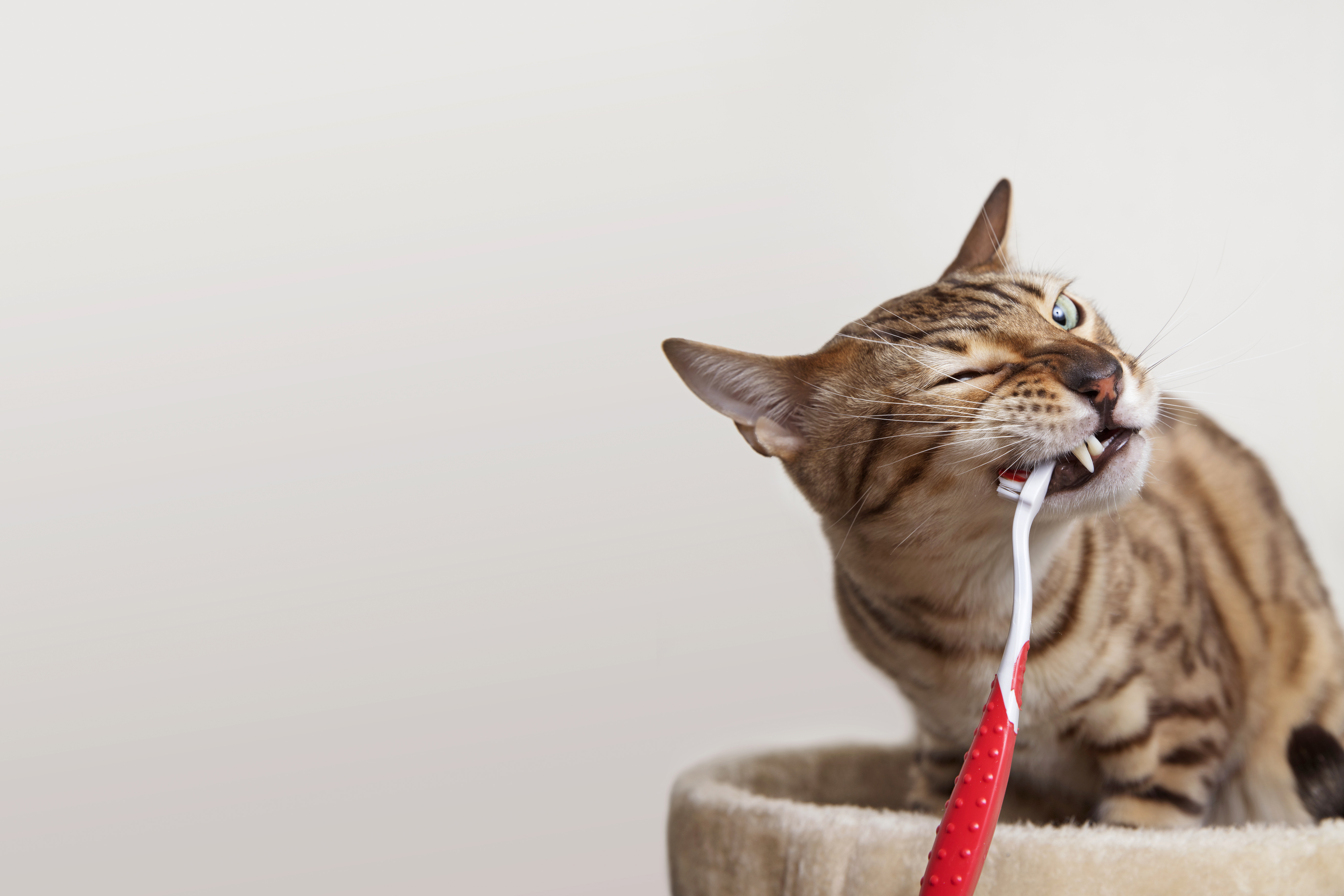 Katt som biter på en tandborste