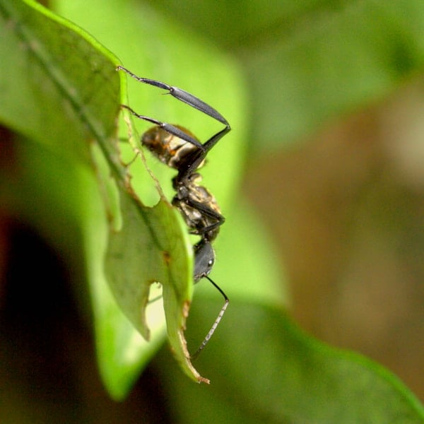 Öka den biologiska mångfalden med insektshotell! Läs mer online på granngården.se