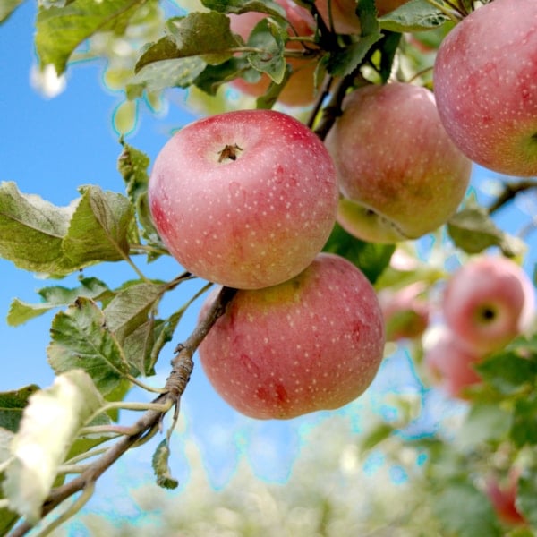 Äppelträd med äpplen mot blå himmel