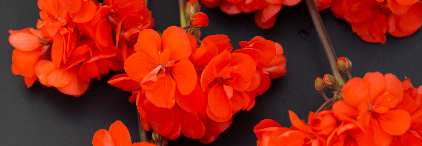 Enskild orange röd pelargonblomma