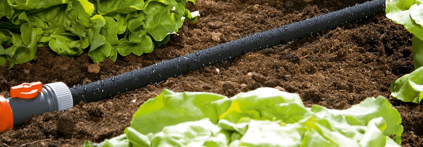 droppbevattning - droppslang i rabatt/odling
