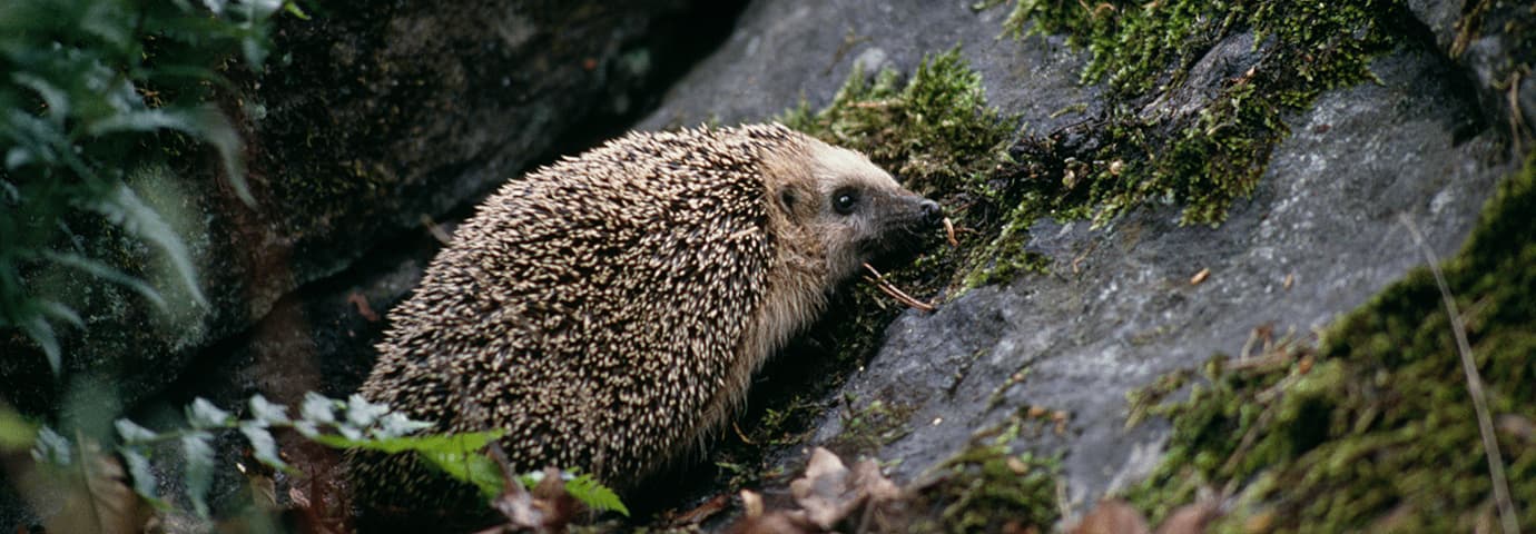 Så hjälper du igelkotten i vinter - läs mer på granngarden.se