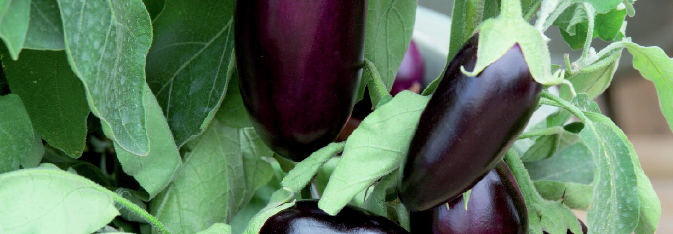 aubergine i planta i närbild