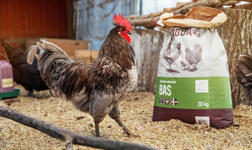 Tupp går framför säck med Granngården hönsfoder