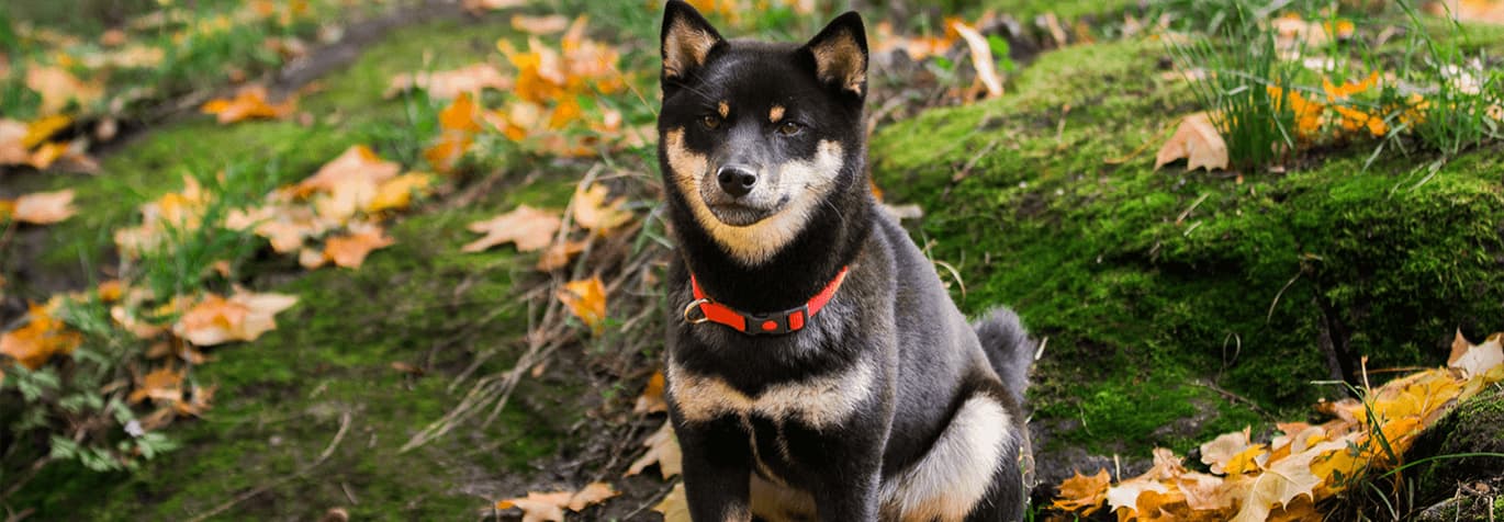 kommunicera med hunden - tips - granngården