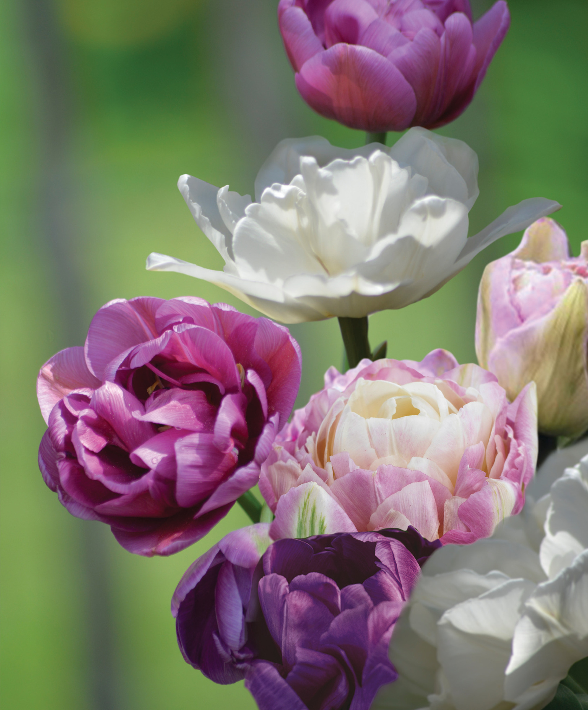 Plantera tulpanlökar på hösten – Så gör du