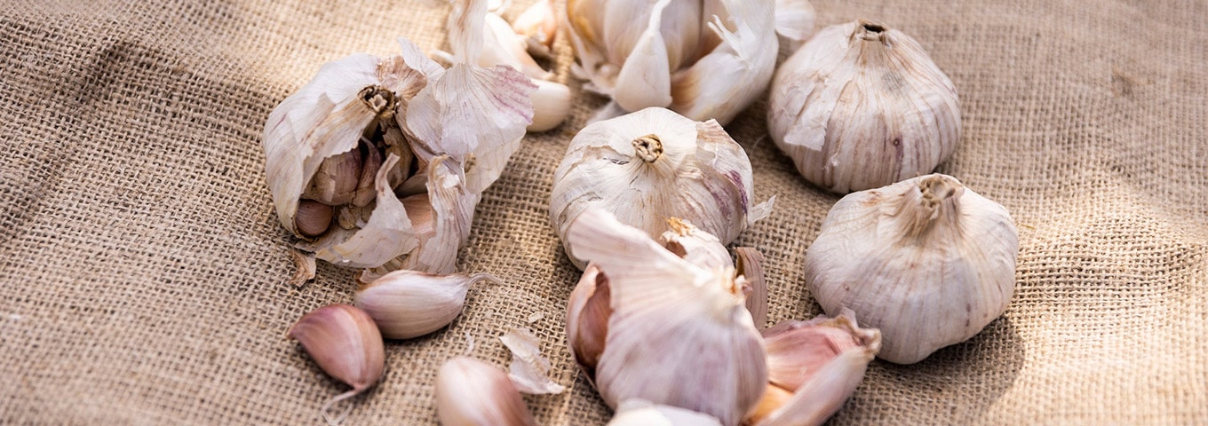 vitlökar och vitlöksklyftor