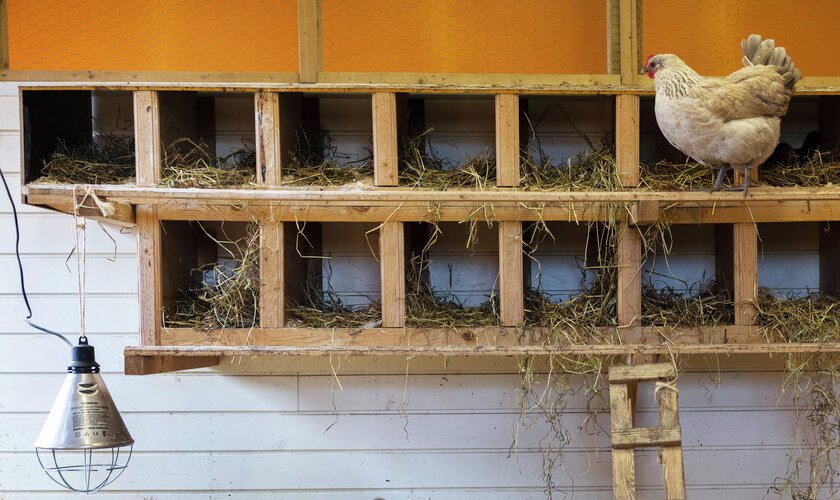 värprede i hönshus