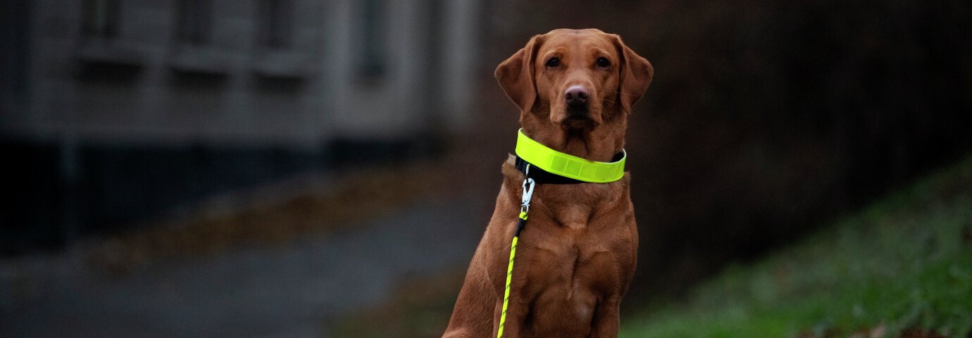 Hund med reflex i mörker