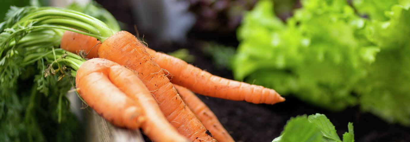 Morötter i klase nyskördade