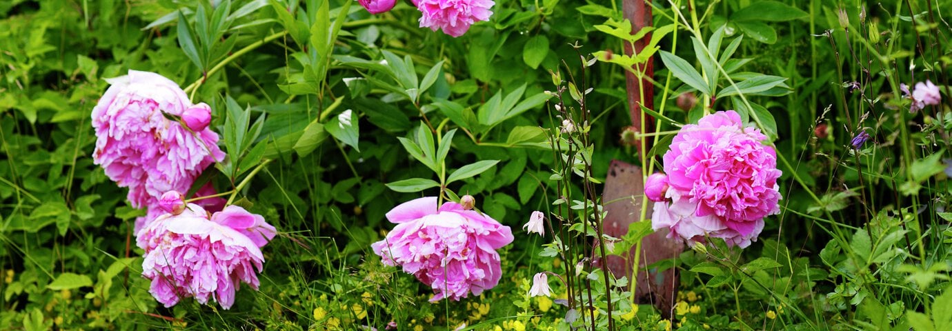 Rosa pioner i rabatt