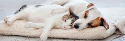 Hund och katt vilar tillsammans på en madrass