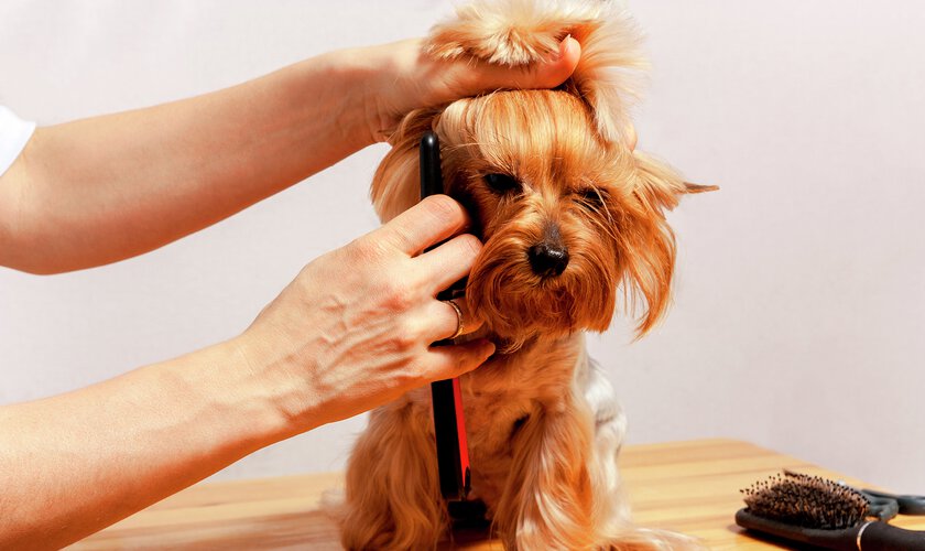 Bild på hund som blir klippt. Hundklippning & hundfrisör  - en tjänst du kan boka hos Husdjurshjälpen från Granngården