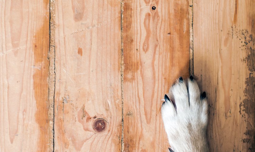 Hundtass med klor. Kloklippning - en tjänst du kan boka hos Husdjurshjälpen från Granngården