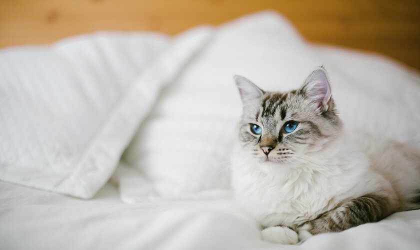 Katt på bild som ska friseras i pälsen. Lejonklippning och rakning av tovig katt  - en tjänst du kan boka hos Husdjurshjälpen från Granngården