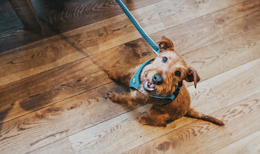 Trimning och plockning av hund - hundtrim - en tjänst du kan boka hos Husdjurshjälpen från Granngården