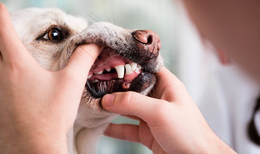 Ultraljudstandborstning för hund och husdjur - en tjänst du kan boka hos Husdjurshjälpen från Granngården