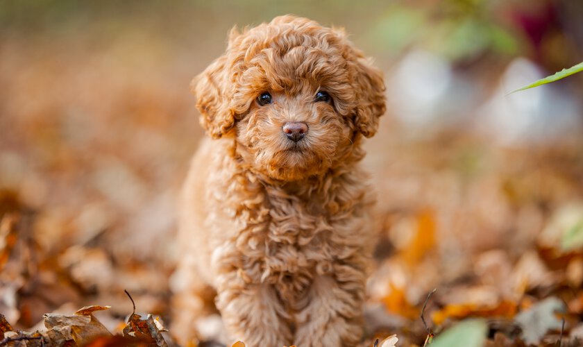 Urfällning för hund - hundklipp & hundfrisör - en tjänst du kan boka hos Husdjurshjälpen från Granngården