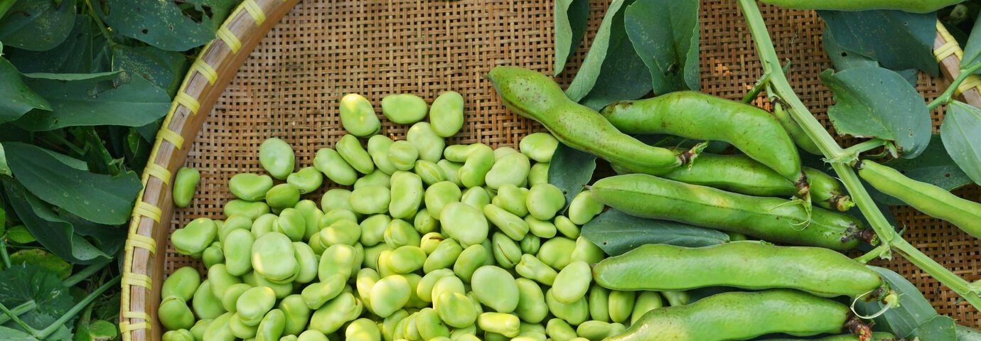 Gröna bönor
